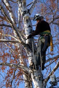 Reliable tree trimming service by Affordable Tree Service A man doing tree trimming
