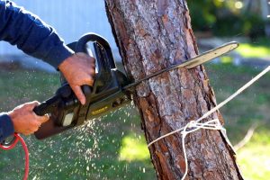 Professional tree service in Grand Prairie, TX A man cutting a tree